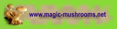 magic-mushrooms-net-logo.jpg